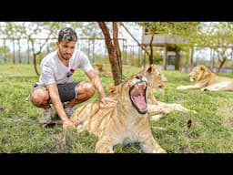 Entré a una JAULA con LEONES en ÁFRICA 😱