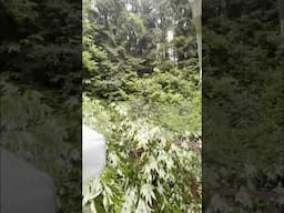 🪾➡️🏡 A Tree HIT MY HOUSE During my STREAM! 😱 #shoosterarmy #crazy #closecall
