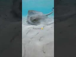 Stingray Up Close!