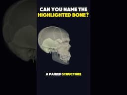Skull anatomy challenge: Can you identify this skull bone? #humananatomy