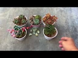 WHY THE CALLOUS OF LEAF PROPAGATION IMPORTANT | SUCCULENT CARE TIPS