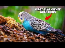 10 Must Know Tips for New Budgie Owners!