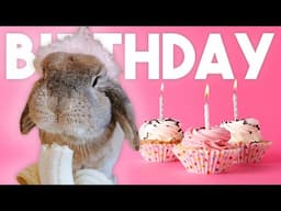 Cinnabun is 5! Let's Talk About It...