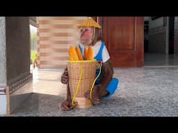 Cutis Take Goat Go farm To Harvest Corn Make Cooling Smoothie