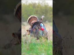 Have you ever had a turkey take down your decoys?
