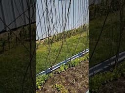 Garden Pea Trellis Hack