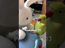 We both “PEEKABOO” 😁 #birds #talkingparot #shorts #pets #cute