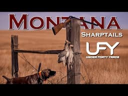 Montana Sharptails #uplandhunting #sharpatail