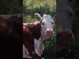 How Cool Are Cows??