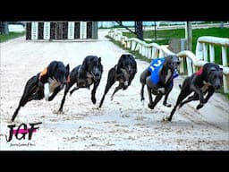 Greyhound Races – The Super Dogs