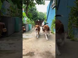 Begale Puppy Available  🐶