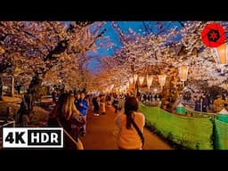 Tokyo Cherry Blossoms 2025 Begins in Ueno Park - 4K HDR