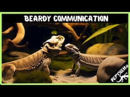 The Silent Language of Bearded Dragon Communication