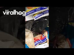 Pigeon Eats From Bird Seed Bag in Store || ViralHog