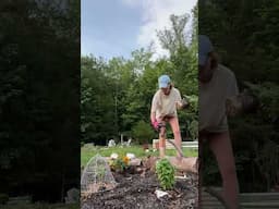 Planting sunflowers! 🌻 #gardening