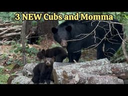 Adorable NEW BABY CUBS with tree climbing skills! #blackbear #naturelovers #bearcub