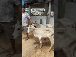 కాంక్రెజ్ దూడలు , ఆవులు హైదరాబాద్ లో తక్కువ ధరలో || Kankrej Calfs prices