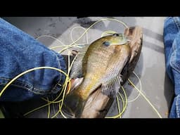 A Killer Bluegill Fly