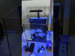 My New Nano Aquarium 🐠 Hey everyone! Check out my Maxspect DICE 45-liter aquarium!