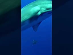 White Tip Sharks Close Encounter #sharks