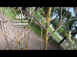 Troubled Cenizo Plants: What’s Going On?