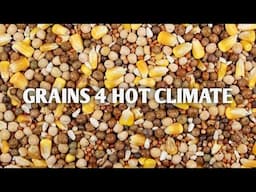 Grains for Hot Climate - What grains are best for racing pigeons in hot climates?