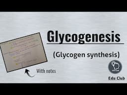 Glycogenesis | Glycogen Synthesis | Glycogen metabolism || Carbohydrate metabolism || Biochemistry