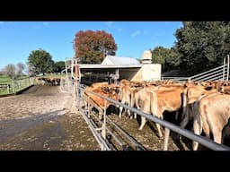 Heifers Are Home And Training Begins. Starting To Off Load To The Runoff