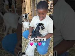 Cuteness overload!🥰 #HomeFreeAlaska #Alaska #Shorts #GoatKids #Goats #DairyGoats