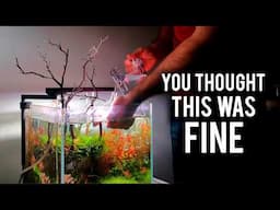 Stop Doing THIS If You Want Healthy Aquarium Plants