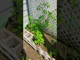 Bearing Fruit 🍅 #gardening