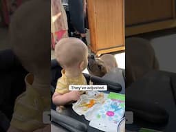 How are the DOGS adjusting to the BABY?! 🫠😂