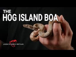 Hog Island Boa from White Plains Reptile Expo | New Pickup Reveal!