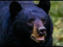 Three bear attacks you will want to know about