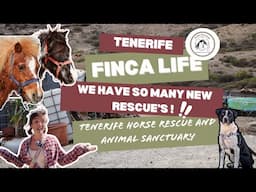 Rescue Mission: Meet the Newest Members of Our Finca Family -Tenerife Horse Rescue 🐎
