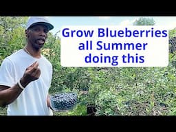How to grow  blueberries all summer long