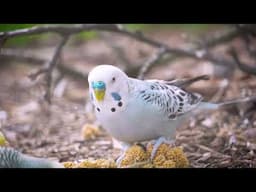 Happy Budgies Eating Millet and singing happily