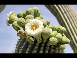 Science Snippets: Climate Change is Destroying My Beloved Sonoran Desert