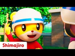 🦺🚦 Be Safe with Shimajiro! 🚗✨ Safety Rules & Songs for Kids 🐯🎶 Educational Songs for Kids 🌟
