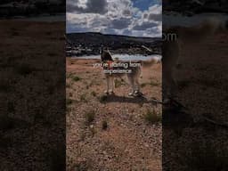 Starting over #inspiration #motivation #husky #naturelovers
