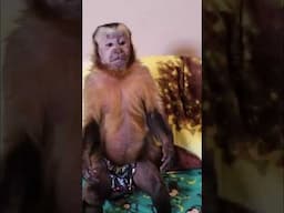 Happy MonkeyHappy #shorts #monkeys #happy