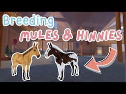 Breeding MULES & HINNIES + Trying to Get Their Unique Coats! | Wild Horse Islands