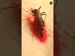 Most Dangerous Way To Kill Mosquitoes 🦟