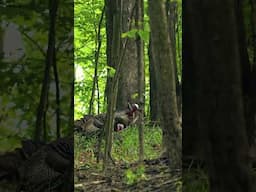 Turkey attacks!! How did he miss?? #turkeyhunting #fyp #shortsfeed #friends