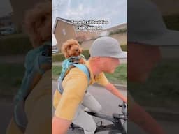 The Hitch Hiker™ dog carrier has your back—and theirs. 🎒