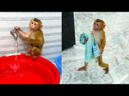 Monkey Kaka is super smart when he takes a bath by himself