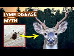 Wait, Deer Don't Get Lyme Disease?