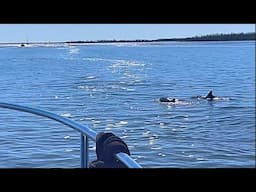Miserable Mile Dolphin Pod