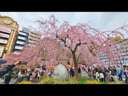 Live Tokyo Walk - Ueno Park Cherry Blossom Hunt - March 24, 2025