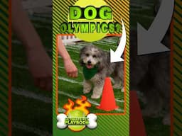 Weave Cones Agility Test—Will This Dog Succeed?! 🏆